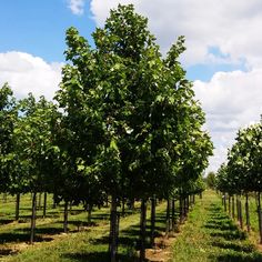 a row of trees in the middle of a field