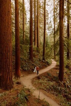 two people walking down a path in the woods with tall trees on either side of them