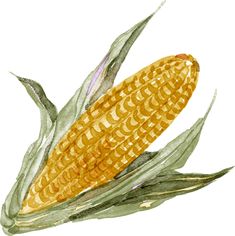 watercolor painting of an ear of corn