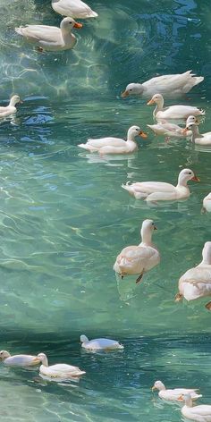 many white ducks are swimming in the water