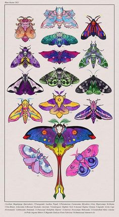 an insect poster with many different colors and designs on it's back side, including moths