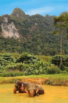 two elephants are in the water near some trees and mountains with green vegetation on either side