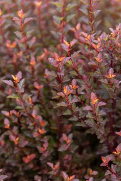 Ninebark Shrub, Physocarpus Opulifolius, Sloped Backyard Landscaping, Outdoor Fire Pit Designs, Landscaping Trees, Sloped Backyard, Fire Pit Designs, Garden Shrubs, Native Garden