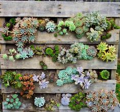 a wooden pallet filled with lots of succulents