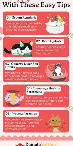 an info sheet with cats and kittens on it, including instructions for how to use the