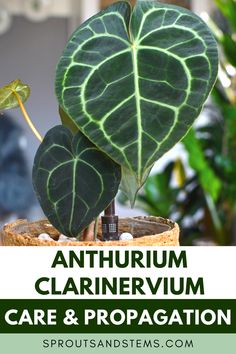 Anthurium Clarinervium leaves Anthurium Crystallinum, Anthurium Clarinervium, Anthurium Plant, Planting Tips, Natural Ecosystem, Low Light Plants, Herbs Indoors, Terrarium Plants, House Plant Care