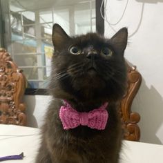 a cat wearing a pink bow tie sitting on top of a table in front of a mirror