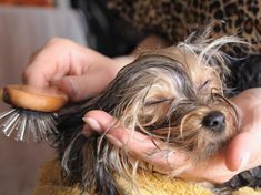 a small dog getting its hair brushed by someone's hand with a brush in it