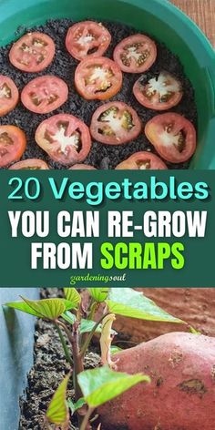 some vegetables that are growing in dirt and the words, 20 vegetables you can re - grow from scraps