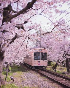 a pink train traveling down tracks next to blossoming trees