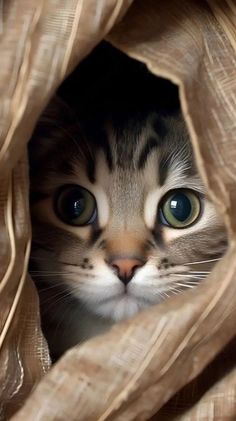 a cat peeks out from behind a brown cloth with its eyes wide open and it's head peeking out