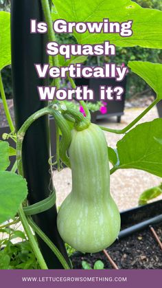 young green butternut squash growing in a raised bed garden up a black arch trellis. Text overlay: Is growing squash vertically worth it? Trellis Squash, Squash Trellis, Lettuce Grow, Growing Green Beans, Growing Squash, Growing Zucchini, Squash Plant