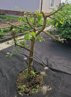 a small tree is growing in the middle of a black tarp covered yard area