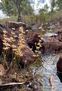 flowers growing out of the water next to rocks