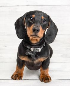 a small black and brown dog sitting on top of a white wooden floor next to a wall