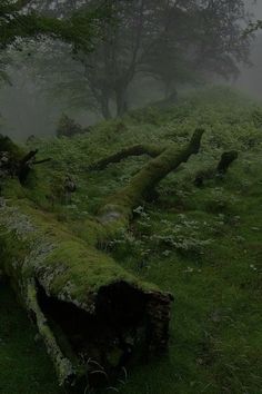 an old log in the middle of a grassy field with trees and fog behind it