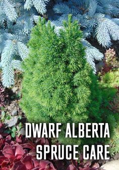 Alberta Spruce In Containers, Canadian Hemlock, Boxwood Garden, Lawn Work, Landscape Plants