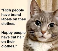 Cat Lady Quotes, Quotes Single, Cat Lady Humor, Cat Lover Quote, Cat Love Quotes, Hannah Lee, Lady Quotes, Quotes Humor, Cat Quotes Funny