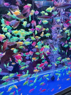 many colorful fish swimming in an aquarium with water coming out of it's mouth