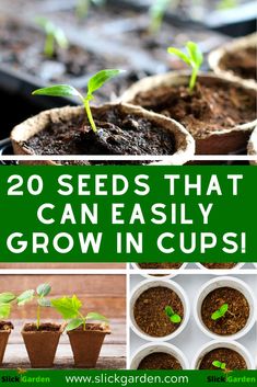 seedlings are growing in pots with text overlay that reads 20 seeds that can easily grow in cups