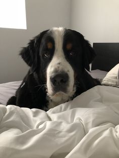 a black and white dog laying on top of a bed