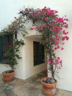 two potted plants on the outside of a house