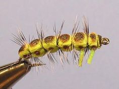 a green and yellow caterpillar attached to a metal hook