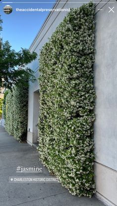 a plant growing on the side of a building