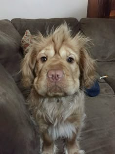 a brown dog sitting on top of a couch