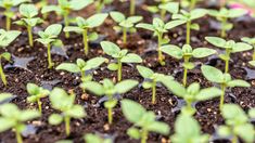 small green plants sprouting from the ground in dirt soil with water droplets on them