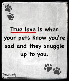 Dog Lover Quotes, Dog Heaven, Love Is When, Cute Animal Clipart, Dog Facts, Memories Quotes, Advice Quotes