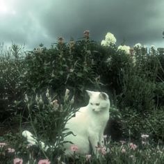 a white cat is sitting in the middle of some flowers and bushes on a cloudy day