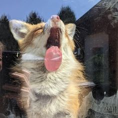 a cat sticking its tongue out while looking through a window at someone taking a photo