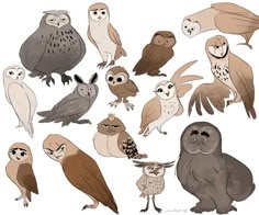 an image of many owls in different poses