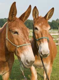 two brown horses standing next to each other on a lush green field