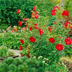 red flowers are blooming in the garden