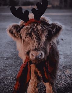 a brown cow with antlers on it's head and scarf around its neck