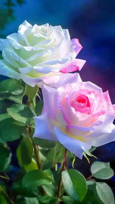 two white and pink roses with water droplets on them, in front of blue background