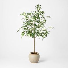 a potted plant with green leaves in it on a white background, that is isolated from the camera