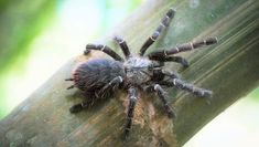 a large spider sitting on top of a tree branch