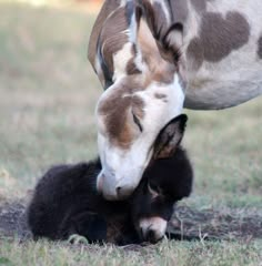 a baby horse is nursing from its mother