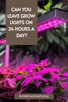 purple plants with the words can you leave grow lights on 24 hours a day?