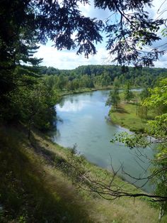 a river running through a lush green forest filled with lots of trees and grass on the side of a hill