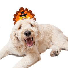 a white dog wearing a turkey hat laying on the ground with its mouth open and tongue out