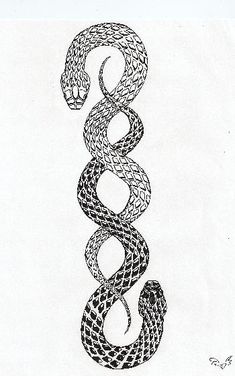 a black and white drawing of a snake with its head in the shape of a spiral