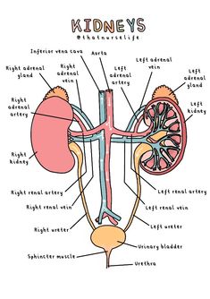 the anatomy of the kidney and its major vessels