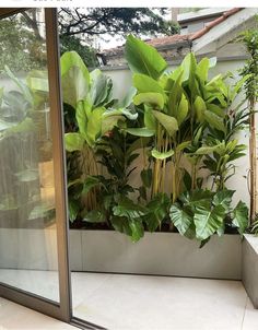 a window sill filled with lots of green plants next to a white tiled floor