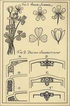 an old drawing shows different types of flowers