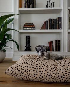 a small dog laying on top of a pillow in front of a bookshelf