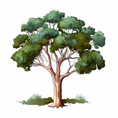 an illustration of a tree with green leaves and branches on white background stock photo - budget clipart